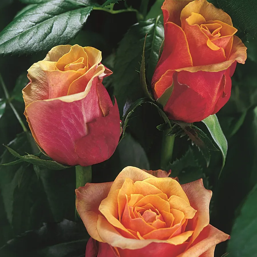 Cherry Brandi — Pink