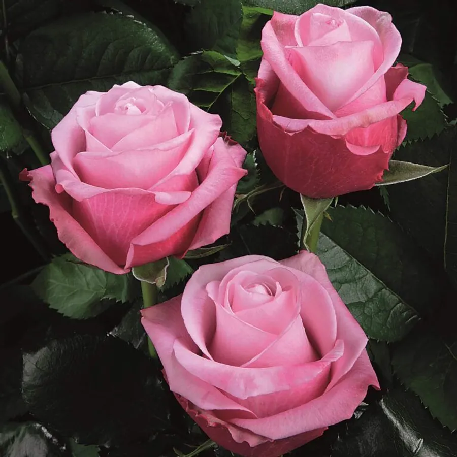 Deep Water — Hot pink
