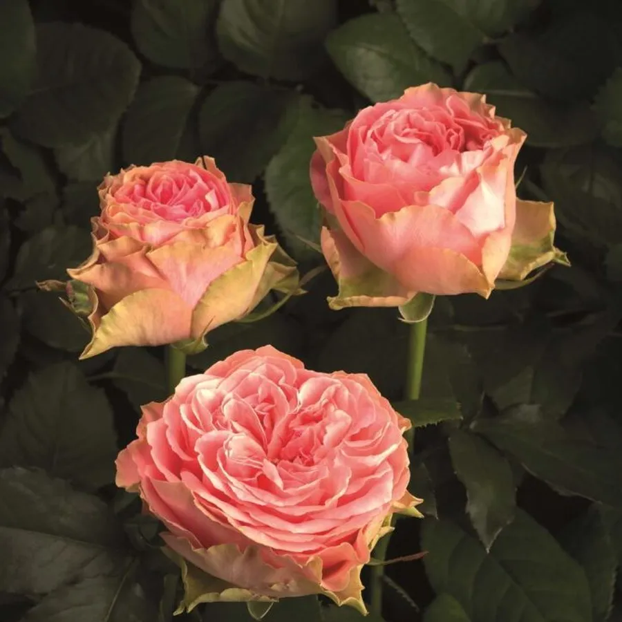 Pink Country — Pink
